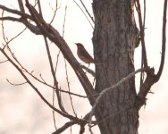 Siberian Rubythroat.jpg