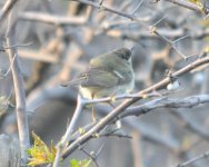 6.08pm Two-barred Greenish Warbler.jpg