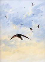 15-min-Swifts003.jpg