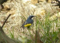 Siberian Blue Robin.jpg