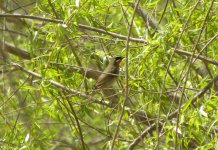 Siberian Rubythroat.jpg