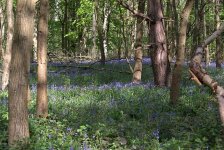 RSPB Strumpshaw (R).jpg