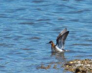 red-necked phalarope u w flashes_200610_0208.jpg