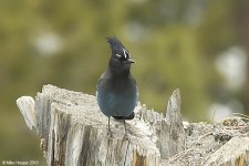 stellersJay.jpg