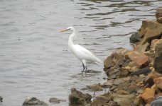 Chinese Egret.jpg