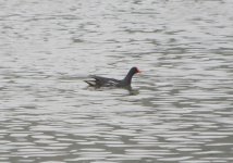 Common Moorhen.jpg