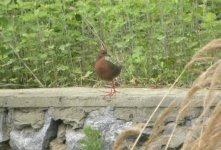 Ruddy-breasted Crake.jpg