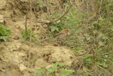 Vinous-throated Parrotbill.jpg