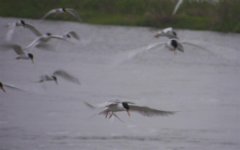 forsters tern small (Large).jpg