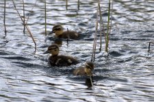 Mallard Chicks (R).jpg