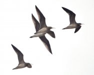 Little Whimbrels......jpg