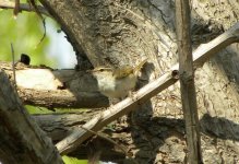 Arctic Warbler.jpg