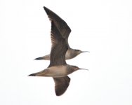 Little Whimbrels.jpg