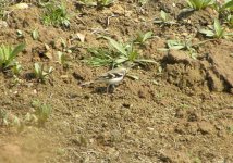 Forest Wagtail.jpg