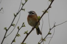 Meadow Bunting.jpg