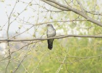 Oriental Cuckoo.jpg