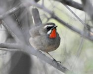 Siberian Rubythroat...jpg