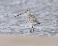 Bar-tailed Godwit.jpg