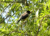 Chinese Grosbeak.jpg