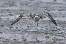 Whimbrel.jpg