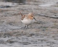 Red-necked Stint.jpg