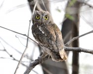 Oriental Scops Owl...jpg