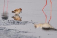 Sharp-tailed Sandpiper....jpg