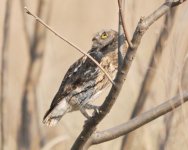 Oriental Scops Owl....jpg