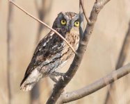 Oriental Scops Owl.....jpg