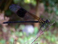 DSCN1363 Blk-banded Gosamerwing bf.jpg