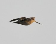 Swinhoe's Snipe......jpg