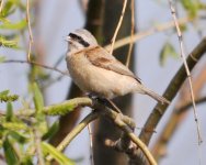 Chinese Penduline Tit.jpg