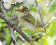 Eastern Crowned Warbler.jpg