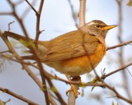 Eye-browed Thrush.jpg