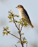 Grey-streaked Flycatcher.jpg