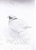 Ringed Plover 2.jpg