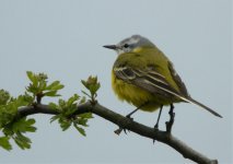 Channel-Wagtail1.jpg
