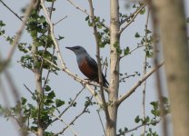 Blue Rock Thrush.jpg