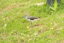 Green Sandpiper.jpg