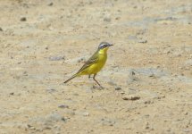 Yellow Wagtail.jpg