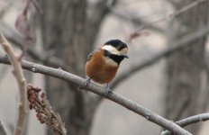 Varied Tit 67.jpg