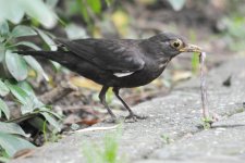 Chinese Blackbird.jpg