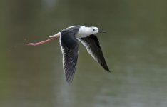 bw stilt flight D3s 2x c_DSC6186.jpg