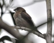 White-rumped Munia.jpg