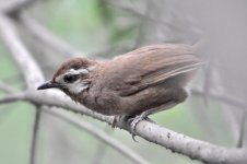 Whiye-browed Laughingthrush.jpg