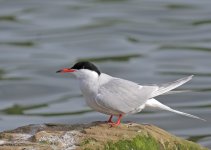 common tern IMG_3545.jpg