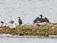 IMG_6173_2 Shags.jpg