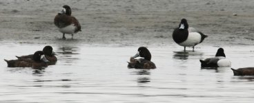 lesser scaup ramp _5882.jpg