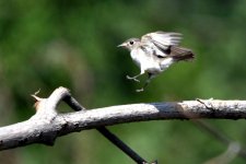 Brown Flycatcher.jpg