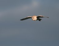 Barn Owl500.jpg